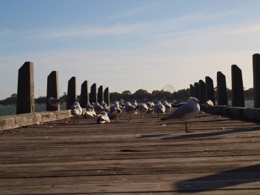 Sahildeki iskelede martı sürüsü. seçili odak. Odaklanamadı