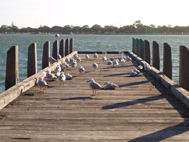 Sahildeki iskelede martı sürüsü. seçili odak. Odaklanamadı