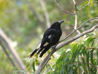 Pied Currawong ağaçlara tünemiş, Sydney, Avustralya. Yakınlaştırıldı.