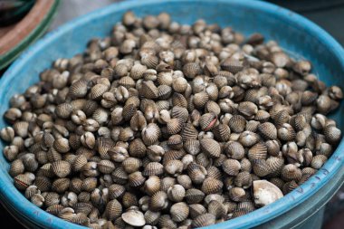 Endonezya, Surabaya 'daki Pabean balık pazarında satılan plastik konteynırdaki midyeler. Sokak Fotoğrafı.