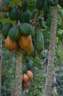 Meyveleri sallanan papayaların manzarası