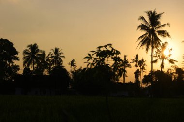 Jember 'de günbatımında palmiye ağaçlarının silueti. Doğu Java, Endonezya. Seyahat Fotoğrafı.