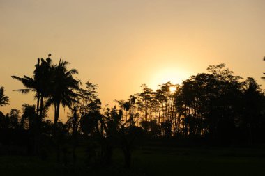 Jember 'de günbatımında palmiye ağaçlarının silueti. Doğu Java, Endonezya. Seyahat Fotoğrafı.