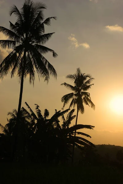 The silhouette of palm trees during sunset in Jember. East Java, Indonesia. Travel Photo.