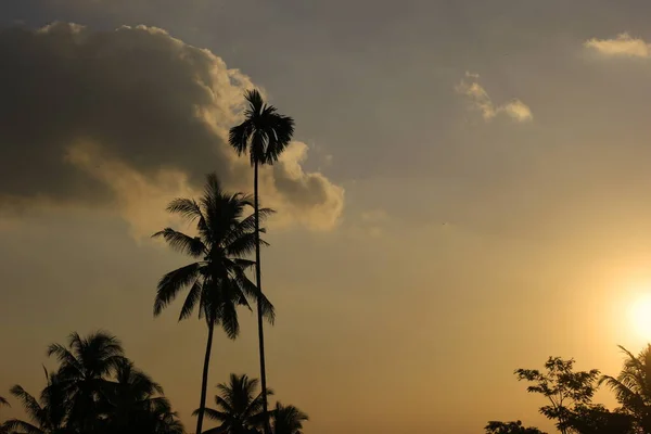 The silhouette of palm trees during sunset in Jember. East Java, Indonesia. Travel Photo.