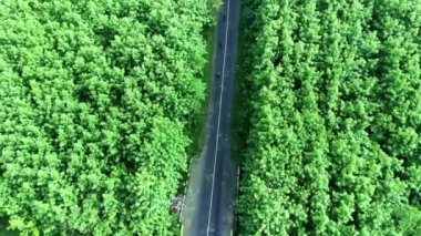 Mojokerto, Central Java, Endonezya 'daki ormanlar arasındaki dolambaçlı yolun en üst görüntüsü. İnsansız hava aracı görüntüleri.