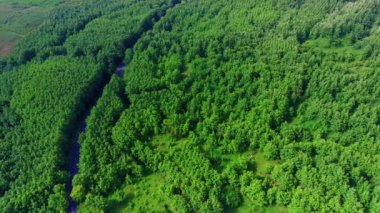 Mojokerto, Central Java, Endonezya 'daki ormanlar arasındaki dolambaçlı yolun en üst görüntüsü. İnsansız hava aracı görüntüleri.