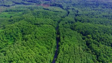 Mojokerto, Central Java, Endonezya 'daki ormanlar arasındaki dolambaçlı yolun en üst görüntüsü. İnsansız hava aracı görüntüleri.