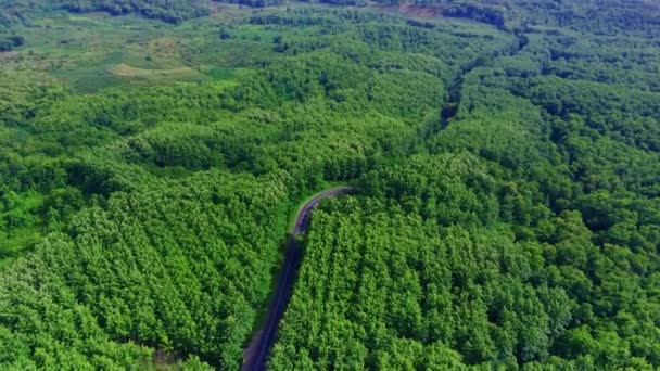 インドネシアの中央ジャワ州モジョケルトの森林の間の曲がりくねった道のトップビュー ドローン映像 — ストック動画