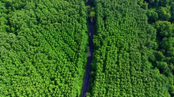 Draufsicht Auf Eine Kurvenreiche Straße Zwischen Wäldern Mojokerto Zentraljava Indonesien — Stockvideo