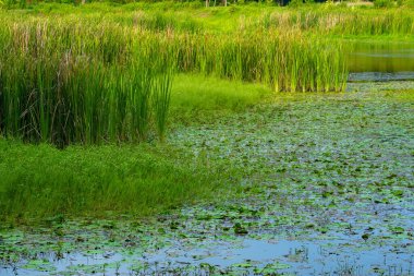 View of grass and the trees by the lake. Environmental Photography.