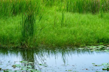 View of grass and the trees by the lake. Environmental Photography.
