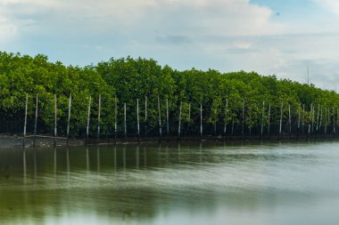Green mangrove forest by the Tirang Beach. Semarang, Central Java. Indonesia. Defocused. Long Exposure Photo.