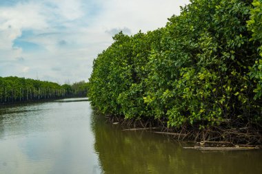Green mangrove forest by the Tirang Beach. Semarang, Central Java. Indonesia. Defocused. Long Exposure Photo.