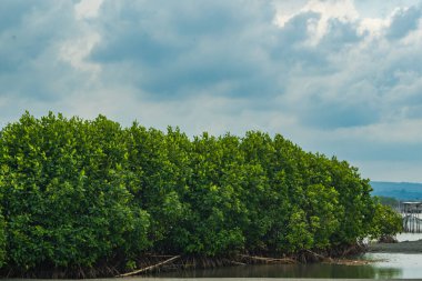 Green mangrove forest by the Tirang Beach. Semarang, Central Java. Indonesia. Defocused. Long Exposure Photo.