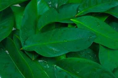 Yatay çerçeve, defne yaprağı, bitkisel yeşillik. Stüdyoda tam çerçeve.