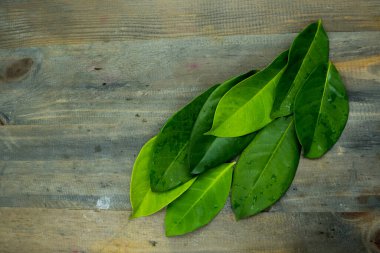 Stüdyoda çekilen ahşap masaların üzerinde Bay yaprakları var. Boşluğu kopyala.