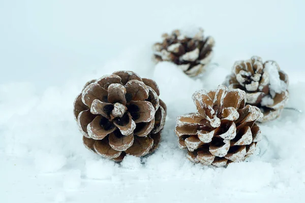 Pine cones on snow against the white background. Close up shot. Isolated