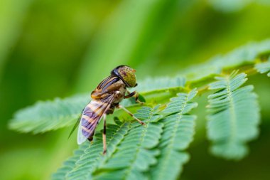 Yeşil yaprakların üzerinde uçan bant gözlü dron Eristalinus taeniops. Uzayı kopyala Makro Fotoğraf.