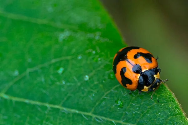 Stock image A red ladybug species Coccinella Transversalis on a green leaf in the forest. Copy space. Macro photogragaphy.