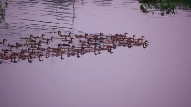 Gran Grupo Patos Nadando Río Rawapening Ambarawa Indonesia Imágenes Animales — Vídeos de Stock