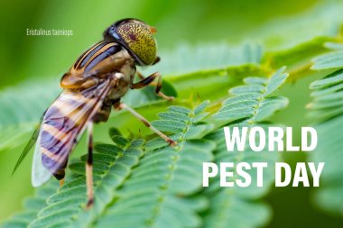Dünya Böcek Günü Kampanyası. 6 Haziran. Yara bandı gözlü İHA yeşil yaprakların üzerinde Eristalinus taeniops uçar..