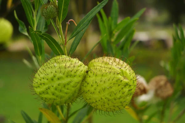 Gomphocarpus physocarpus ya da yaygın olarak bilinen adıyla Kıllı Toplar, Balon Bitkisi, Balon Pamuk-Çalı, Piskopos Taşakları, Çivi Başı veya Kuğu Bitkisi, bir köpek-savar türüdür..