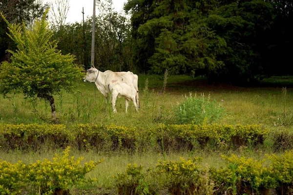 Beyaz bir inek ağaçtan yaprak yiyor. Uzayı kopyala Hayvan Fotoğrafçılığı.