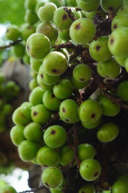 Endonezya 'nın Jakarta şehrinde ağaçta bulunan Ficus racemosa ya da incir meyvesi kümesi. Sokak Fotoğrafçılığı. Çiçek Fotoğrafçılık.