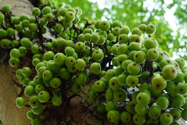 stock image Cluster of Ficus racemosa or fig or Indian fig fruit on tree in Jakarta, Indonesia. Street Photography. Floral Photography.