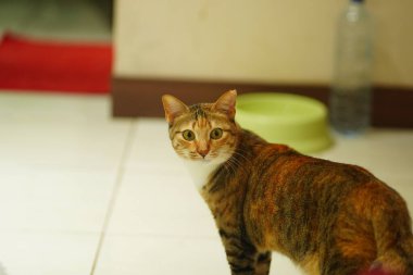 Beyaz zeminde uzanmış kameraya bakan tekir bir kedi. Hayvan Fotoğrafçılığı.