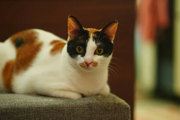 カリコ猫の緑の目のソファの上にカメラを見て座っている ペット写真 — ストック写真