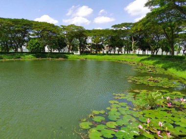 Endonezya, Surabaya 'daki ağaçlara karşı gölde nilüfer çiçeği ya da su. Doğa Fotoğrafçılığı. Manzara. Boşluğu kopyala.