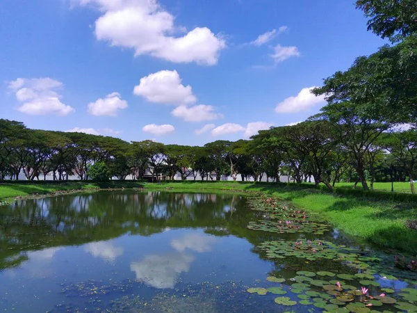 Nymphaea Oder Seerose Auf Dem See Gegen Die Bäume Surabaya — Stockfoto