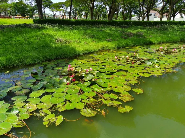 インドネシアのスラバヤの木々に対して湖の上にニンファイアや睡蓮 自然写真 スペースのコピー — ストック写真