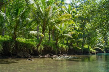 Güzel ve sakin nehirde Kali Cokel, Pacitan, Endonezya 'da ağaçlarla dolaşmak. Doğa ve vahşi yaşam fotoğrafçılığı.