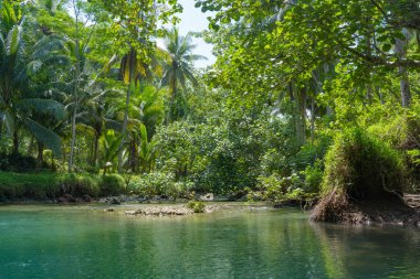 Güzel ve sakin nehirde Kali Cokel, Pacitan, Endonezya 'da ağaçlarla dolaşmak. Doğa ve vahşi yaşam fotoğrafçılığı.