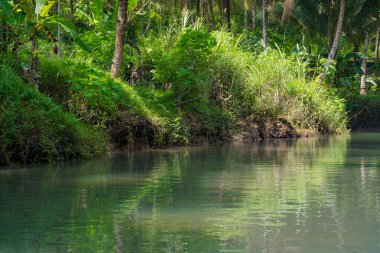Güzel ve sakin nehirde Kali Cokel, Pacitan, Endonezya 'da ağaçlarla dolaşmak. Doğa ve vahşi yaşam fotoğrafçılığı.
