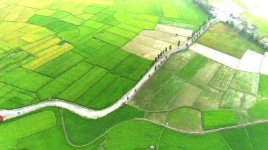 Ambarawa, Central Java, Endonezya 'da virajlı çeltik tarlalarının hava manzarası. İnsansız hava aracı görüntüleri.