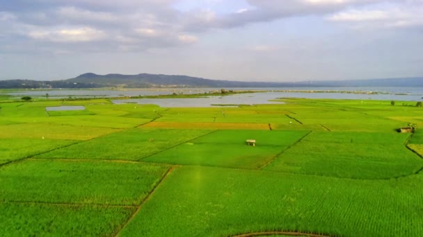 印度尼西亚中爪哇安巴拉瓦带绕行公路的稻田空中景观 无人机画面 — 图库视频影像