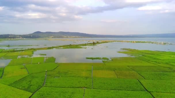 Letecký Pohled Rýžová Pole Vinutou Silnicí Ambarawě Střední Jáva Indonésie — Stock video
