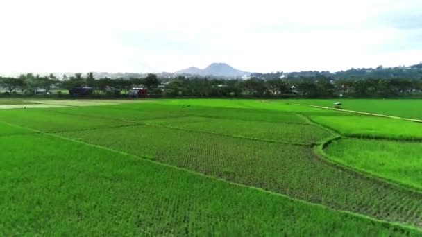 Flygfoto Risfält Med Slingrande Väg Ambarawa Central Java Indonesien Drönarbilder — Stockvideo