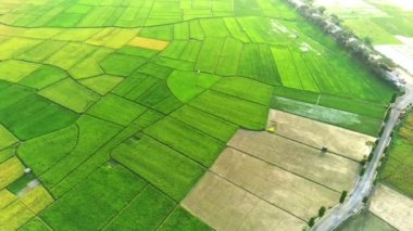 Ambarawa, Central Java, Endonezya 'da virajlı çeltik tarlalarının hava manzarası. İnsansız hava aracı görüntüleri.