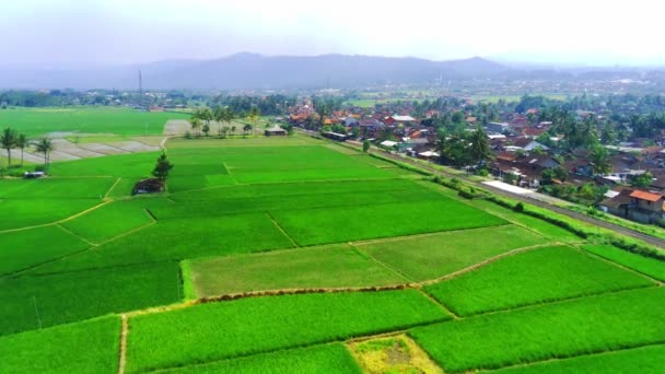 緑の水田と交差する古いヴィンテージの列車とアンバラワ市 中央ジャワ インドネシアの空中ビュー ドローン映像 — ストック動画