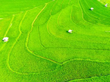 Semarang, Endonezya 'daki teraslı yeşil çeltik tarlalarına. Drone fotoğrafçılığı.