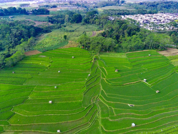 Съемка Воздуха Террасах Зеленых Полей Семаранге Индонезия Фотография Дронов — стоковое фото