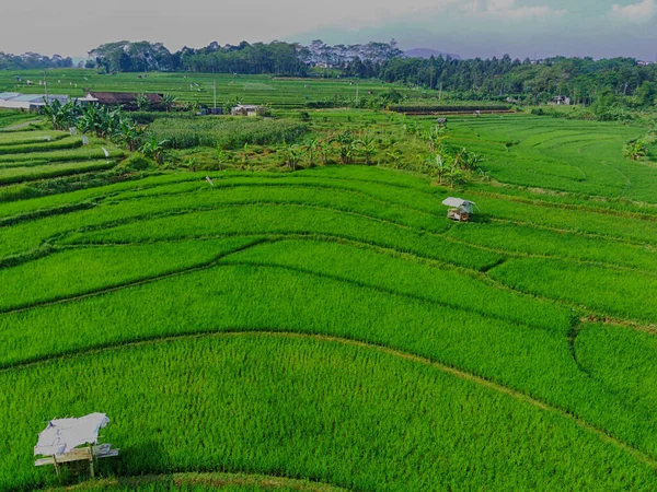 Съемка Воздуха Террасах Зеленых Полей Семаранге Индонезия Фотография Дронов — стоковое фото