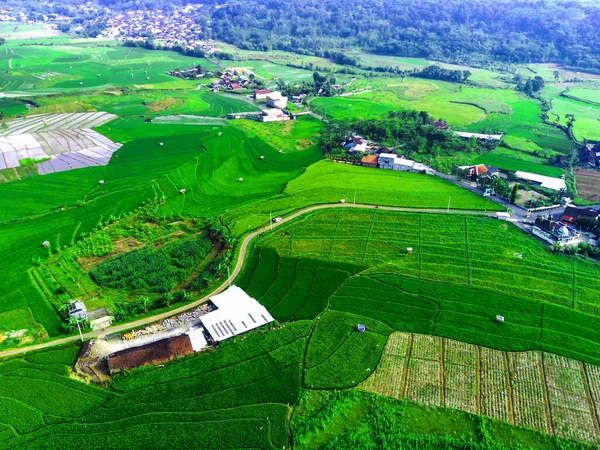 Zdjęcia Lotnicze Tarasowych Zielonych Polach Ryżowych Semarang Indonezji Zdjęcia Dronów — Zdjęcie stockowe