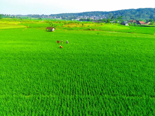 Aerial Shot Terraced Green Paddy Fields Semarang Indonesia Drone Photography — Stock Photo, Image