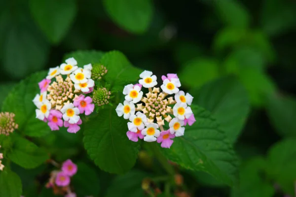 Bahçesinde Yeşil Yapraklar Olan Batı Hint Lantana Çiçekleri — Stok fotoğraf